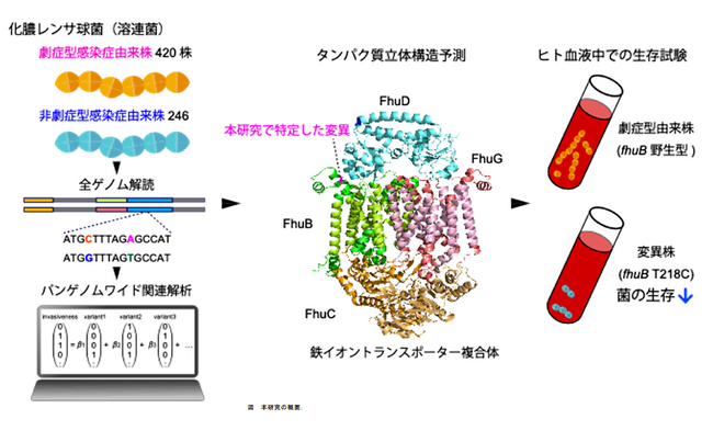 劇症型溶連菌感染症の発症メカニズムにかかわる新たな遺伝子変異を解明