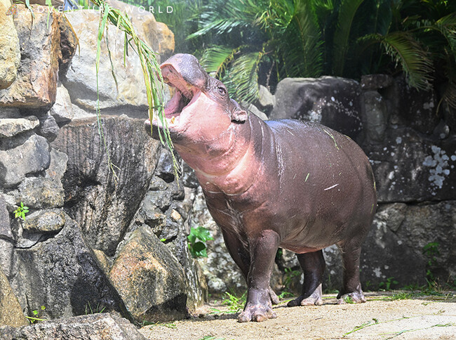 「NIFREL（ニフレル）」から仲間入りしたミニカバがいよいよ公開！２０２５年８月１日（金）～