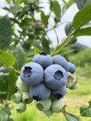 大粒のブルーベリー
