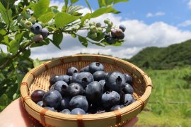 ブルーベリー　1