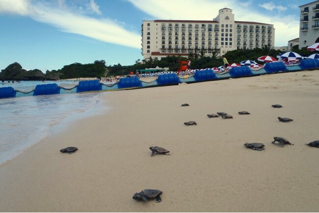 【ホテル日航アリビラ】ウミガメ誕生記念宿泊プランを8月より販売