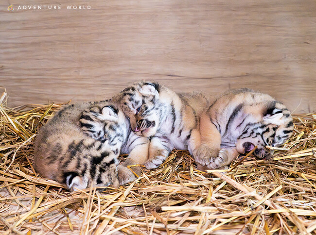 未来へつなぐ、いのちのバトンアムールトラの赤ちゃんが４頭誕生しました！
