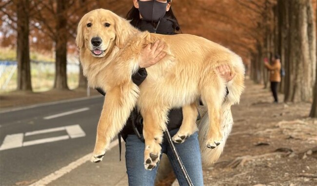 愛犬とのくらしで悩むあなたへ 育犬ノイローゼを乗り越えた女性からのメッセージ