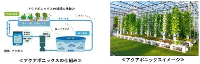 高付加価値な食材の安定供給で飲食店の課題解決を目指し、高尾の森わくわくビレッジで「アクアポニックス」を活用した実証実験を実施