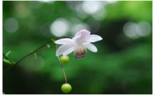 六甲高山植物園 林床に咲く涼しげな花森の妖精 レンゲショウマが見頃です！