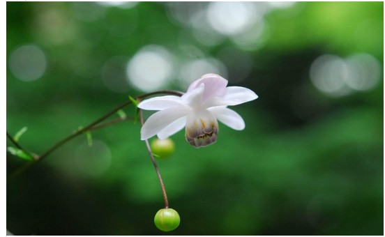 六甲高山植物園 林床に咲く涼しげな花 森の妖精 レンゲショウマが見頃です！