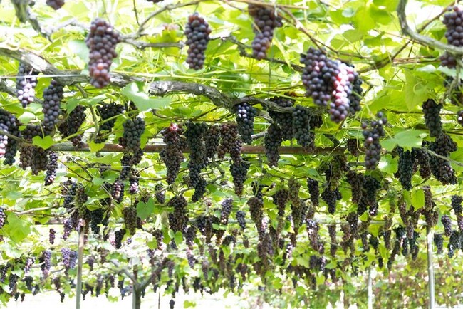【JAF山形】JAFフェスティバル東北 in 王将果樹園「ぶどう狩り体験」を開催します