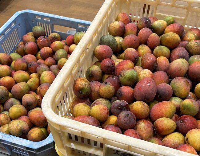 春先の異常な寒気で「ミニマンゴー」が大量発生した沖縄の農家を、お取り寄せで応援します