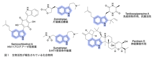 銅を使って医薬合成の効率化に貢献―狙った位置を修飾できる新反応を開発―