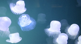 【京都府限定】オフィス・医療施設・ショールーム・飲食店に癒しの空間演出を。人工クラゲ水槽「無料導入相談」を2025年8月末まで受付中|想芸館 【京都府限定】オフィス・医療施設・ショールーム・飲食店に癒しの空間演出を。人工クラゲ水槽「無料導入相談」を2025年8月末まで受付中|想芸館