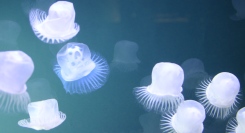 【京都府限定】オフィス・医療施設・ショールーム・飲食店に癒しの空間演出を。人工クラゲ水槽「無料導入相談」を2025年8月末まで受付中｜想芸館