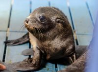 【京都水族館】ミナミアメリカオットセイの赤ちゃんが6月30日に誕生
