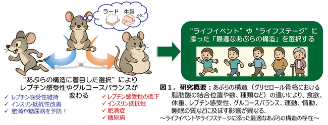“あぶらの構造”が抗肥満作用ホルモンの作用を変えることを発見~新たな食育への活用に期待~
