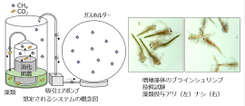想定される資源循環システム(左)と生成された藻類バイオマスをブラインシュリンプに与えた飼料利用試験(右)