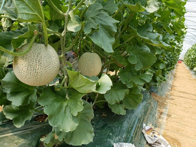 愛知県内の全児童養護施設へ愛知県産のメロンを寄贈しました