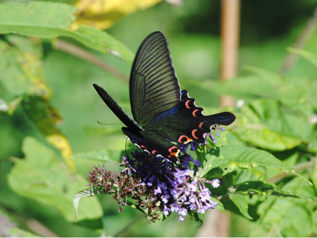 希少種から謎多き種まで、ユニークで貴重な標本が集合！ミニ展示「東アジアのカラスアゲハの仲間」を開催します