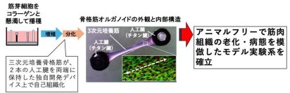 筋肉老化改善に向けた共同プロジェクト　兵庫県の研究開発支援事業（応用ステージ研究）に採択 -- 大阪工業大学