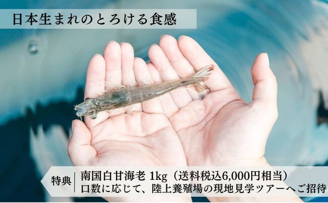 「完全国内生産 南国白甘海老ファンド」募集開始