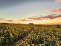 山形・月山高原に30万本のひまわり畑が8月9日オープン