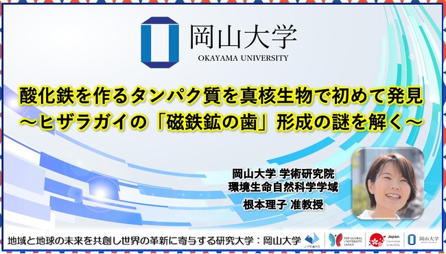 【岡山大学】酸化鉄を作るタンパク質を真核生物で初めて発見～ヒザラガイの「磁鉄鉱の歯」形成の謎を解く～