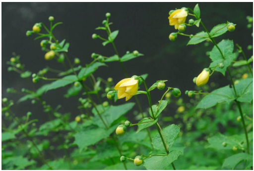 六甲高山植物園 約3,000株の大群落 キレンゲショウマ見頃