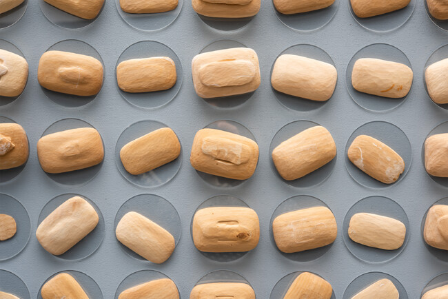 ホテルのアートギャラリーにて　作家 佐原　真央子 個展を開催　 “ここに在る”から“どこか誰かのもとにも在りえる”へ