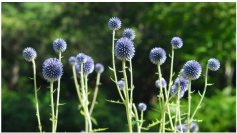 六甲高山植物園 絶滅が危惧される貴重な花「ヒゴタイ」8月下旬まで見頃です！