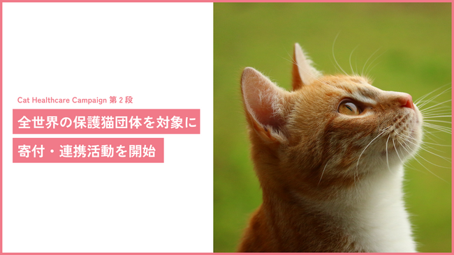 猫の痛みを 96% 以上の精度で検知する AI 「CatsMe」、「CatHealthcare Campaign」の第2弾として、保護猫団体への寄付・連携活動を開始