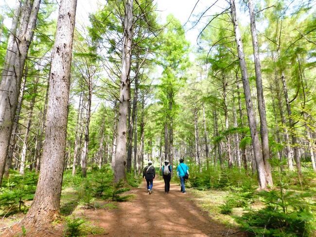 洞爺湖のパワースポット「中島」を巡る神秘的なアクティビティ体験で心も身体もリフレッシュ！「洞爺湖 鶴雅リゾート 洸の謌」で「湖の森 中島ウォークツアー付き」宿泊プランが登場