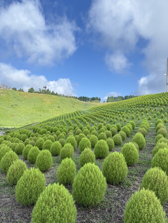 【びわこ箱館山】約8,000株グリーンコキアが見頃！桃色吐息のピンク絨毯が圧巻！
