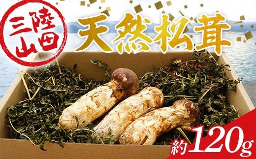 金額を抑えたミックスサイズも！岩手県山田町、秋の味覚松茸をふるさと納税返礼品受付開始