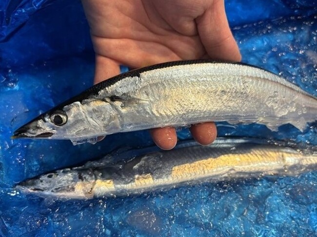 秋の味覚、サンマの本格入荷が始まりました！豊洲市場ドットコムでは、１尾200gの極大サイズをご用意します。