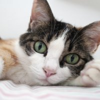 猫の「おしっこ」チェックで腎臓病を早期発見！プロジェクト始動に伴い全国の愛猫家からモニター募集開始