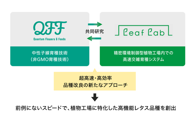 『中性子線育種 × 植物工場育種』による超高速育種でレタス品種開発へ。クォンタムフラワーズ＆フーズ（QFF）とリーフ・ラボが共同研究を開始。
