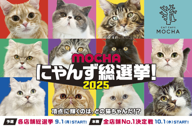 推し猫No.1を決める全国規模の熱戦！国内外 全39店舗総勢830匹が参加する猫カフェMOCHAの”猫の祭典”「MOCHAにゃんず総選挙2025」開催