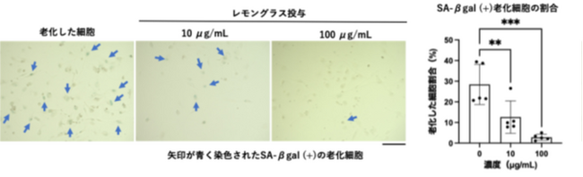 三重県の未利用資源（レモングラス葉）を活用した抗老化研究で新たな可能性を開拓