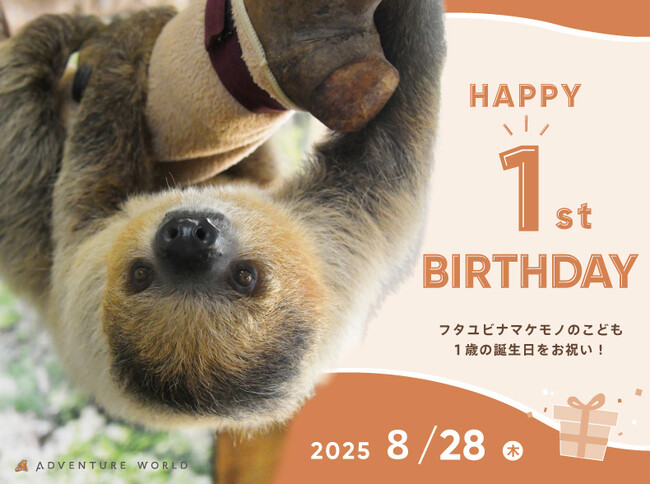 母の代わりにスタッフが３６５日大切に育てたフタユビナマケモノのこどもが１歳の誕生日を迎えます！
