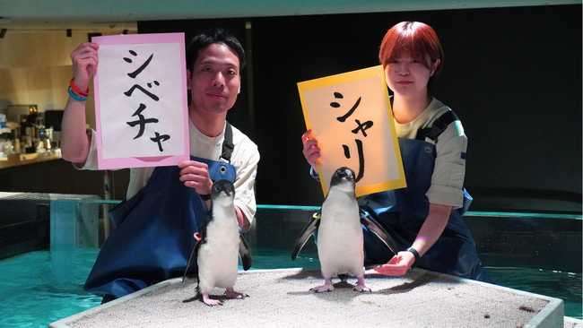 応募総数3,475件、北海道の市町村名から募集「キタイワトビペンギン」の雛の愛称は「シャリ」と「シベチャ」に決定