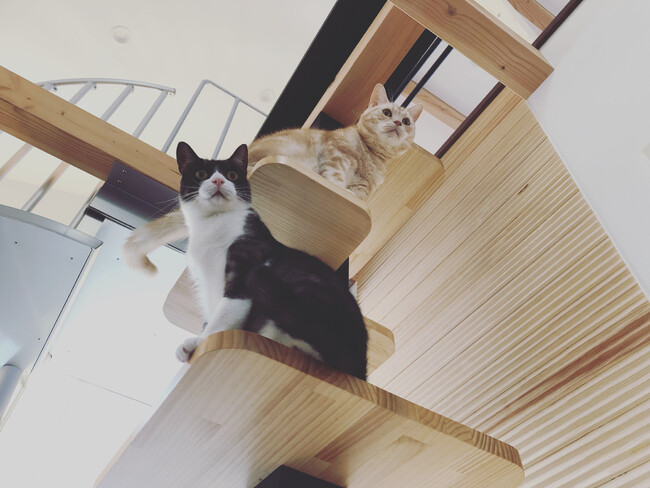 木造メゾネット×猫共生設計　ペット共生住宅のパイオニアが「PAWSOMEシリーズ」第1弾を発表