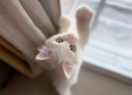 猫イメージお留守番