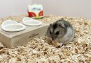 社員ハムのタコスもお気に入り