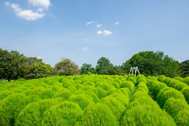 緑のコキアが見頃！盛夏のふわふわグリーンを楽しもう(国営昭和記念公園)