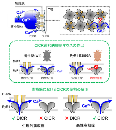 RyR1のCa2+誘発性Ca2+遊離は骨格筋の生理的な収縮に寄与しないことを証明