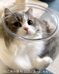 「ねこ休み展」in 名古屋が“Wアニバーサリーイヤー”秋開催はオール新作＆豪華特典＆限定グッズなど盛りだくさん！9/20(土)～10/13(月・祝)開催