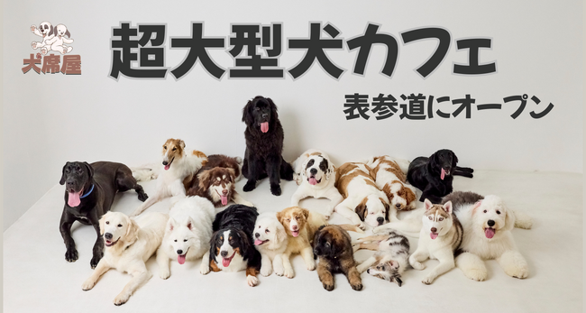 世界的にも珍しい！超大型犬専門カフェ「犬席屋」10月表参道オープン