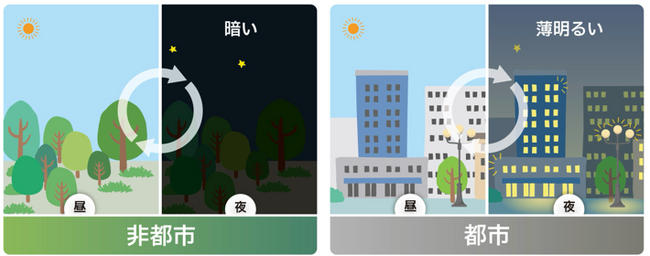 光害は昆虫の体内時計を撹乱し、寿命を短くする～都市の個体は夜間光に対抗する術を進化させる～