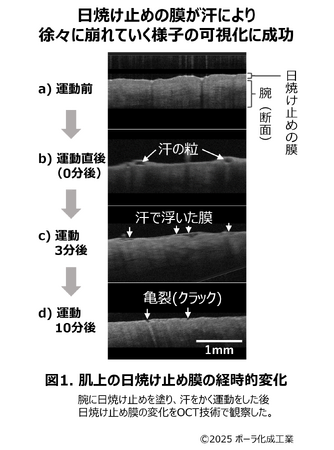 汗で刻々と変わる日焼け止め膜の観察方法を確立