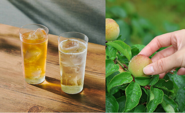 名勝「渉成園」の梅を使った特製ドリンクが期間限定で登場