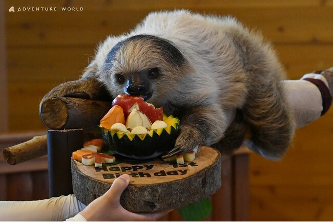 ８月２８日はフタユビナマケモノのこどもの１歳誕生日！飼育スタッフ特製ケーキを自作の木製プレートにのせてプレゼントしました★