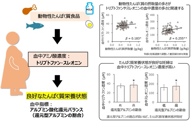 妊娠期におけるたんぱく質栄養状態には、特定の血中アミノ酸濃度が関係していることを確認